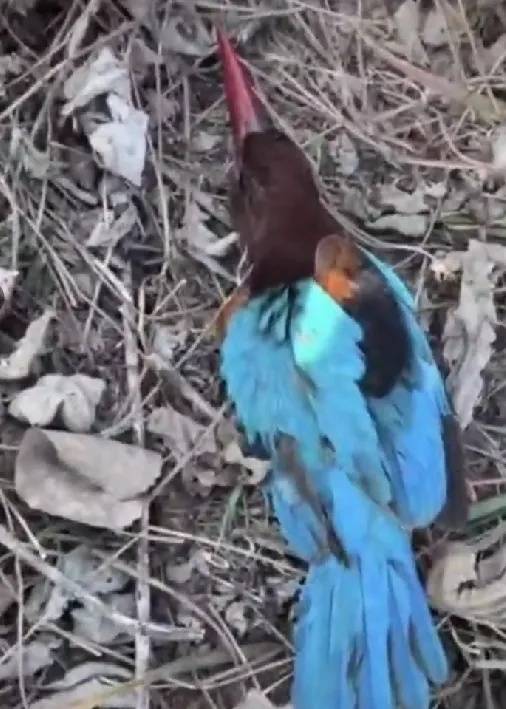 白胸、红嘴、翡翠背！鸟界“颜值担当”，来头不小！