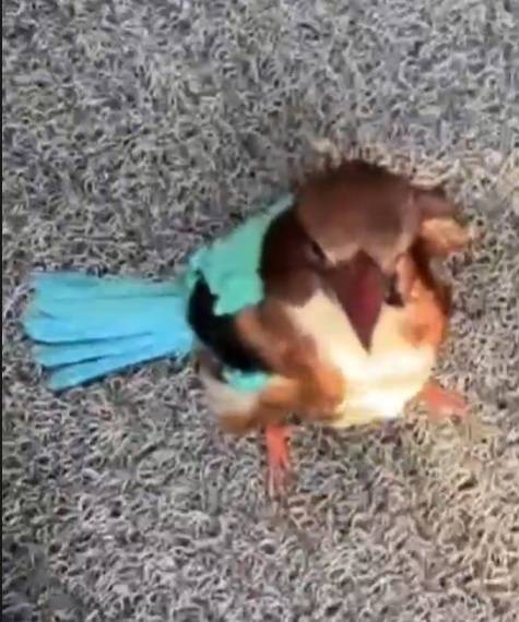 白胸、红嘴、翡翠背！鸟界“颜值担当”，来头不小！