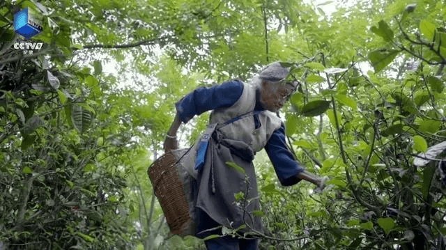 最新！一批纪录片官宣